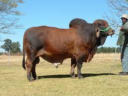 Best Cow